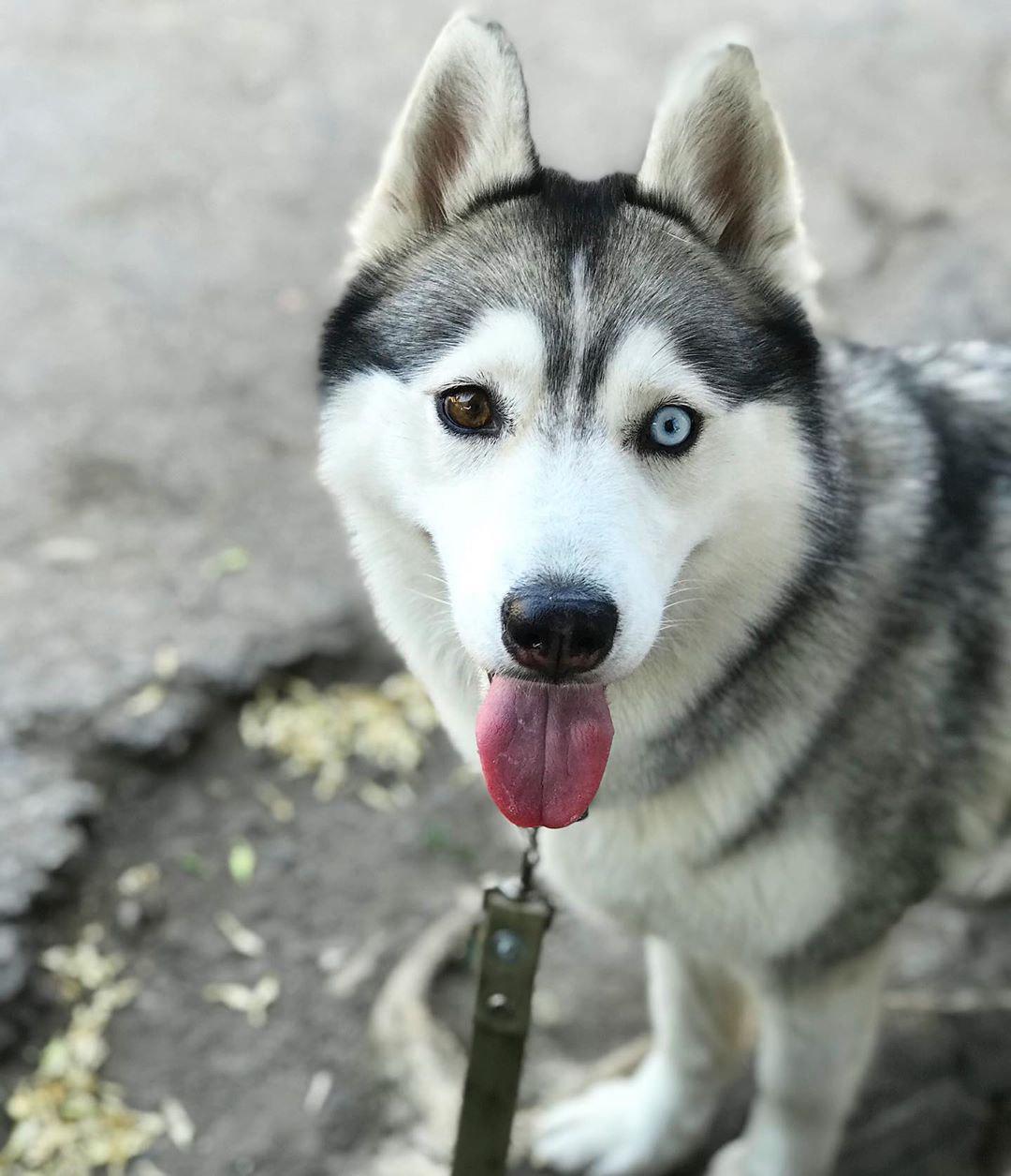 A Siberian Husky standing on the pavement with its tongue out