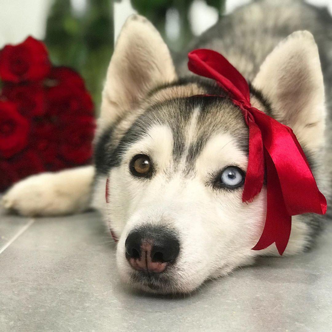 A Siberian Husky lying on the floor with a red ribbon around its head