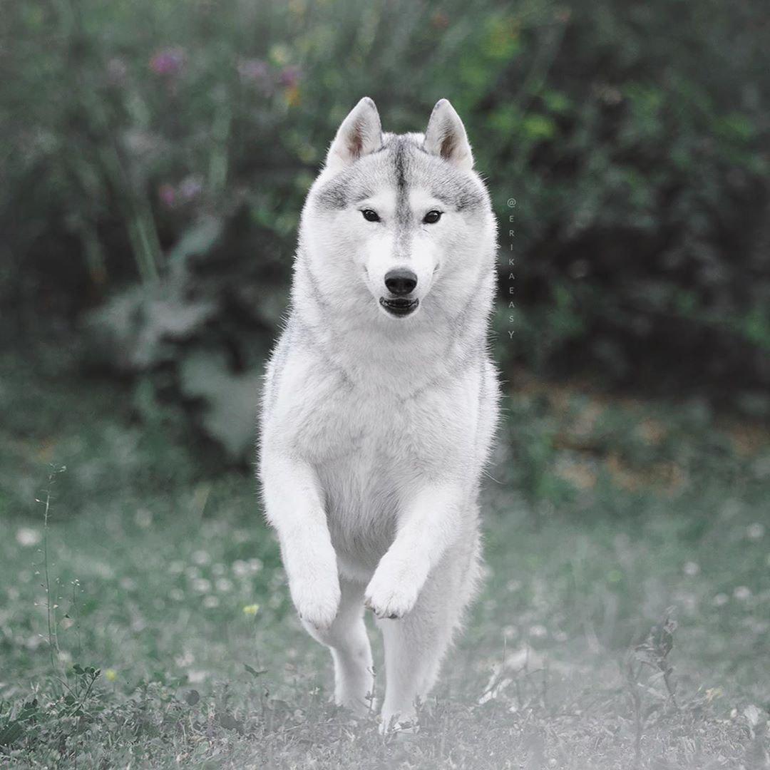 A Siberian Husky running in the garden