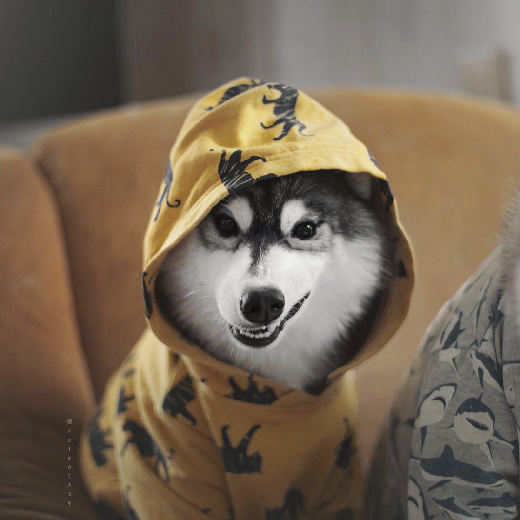 A Siberian Husky wearing a jacket wit hoodie while sitting on the chair