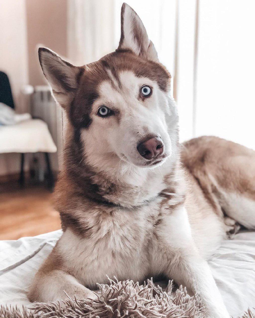 A Siberian Husky lying on the bed while tilting its head