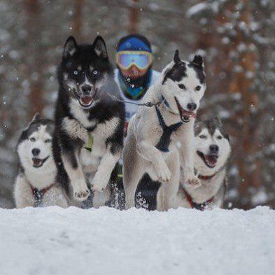 four Siberian Husky pulling the sled in snow