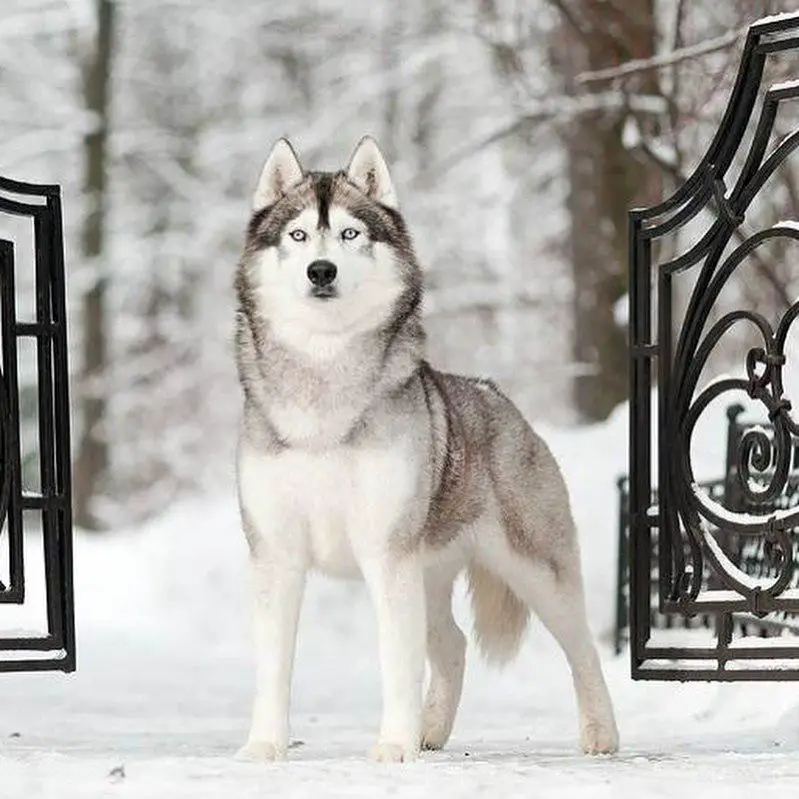A Siberian Husky standing in the gate during winter