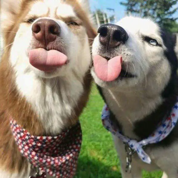 two Siberian Huskies sticking their tongue out