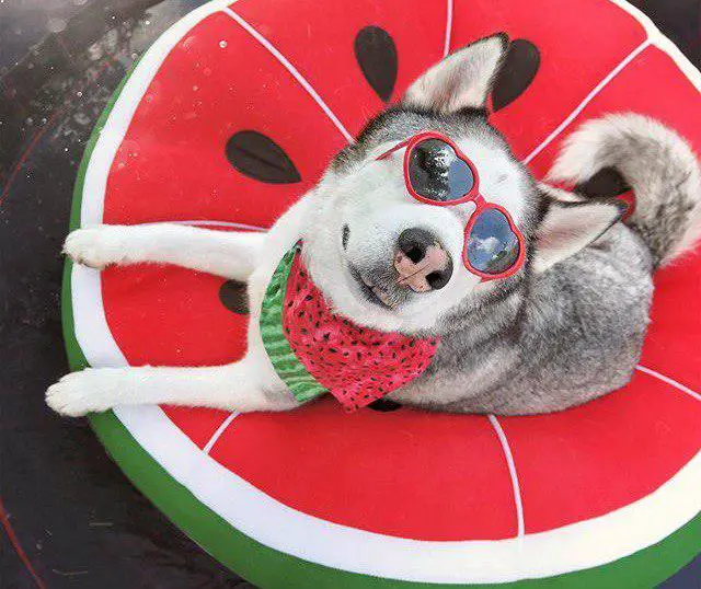 A Siberian Husky wearing a watermelon design scarf and heart sunglasses while lying on a watermelon bed