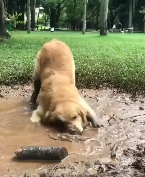 A Golden Retriever playing in the mud