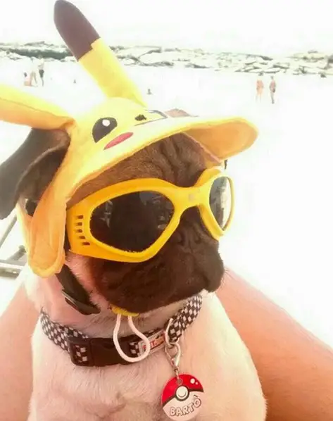 Pug at the beach wearing a pikachu head piece and sunglasses
