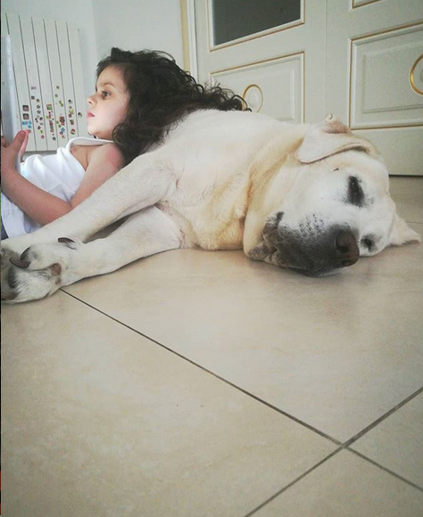 A kid lying on the floor leaning on the stomach of a Labrador sleeping on the floor