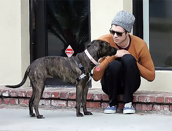 Adam Brody sitting by the street next to his pitbull standing on the pavement