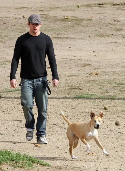 Channing Tatum at the park while looking at his pitbull running in front of him