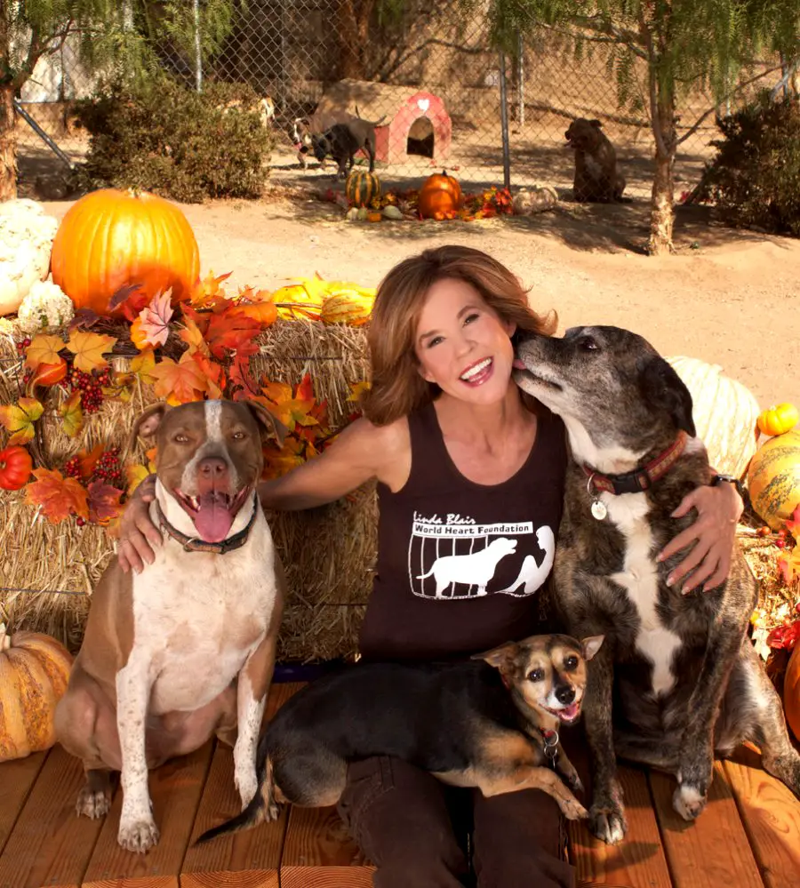 Linda Blair sitting on the wooden floor next to her dogs with halloween decorations behind her