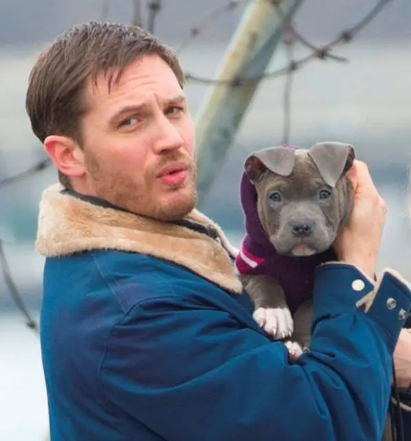 Tom Hardy holding his pitbull puppy wearing a sweater