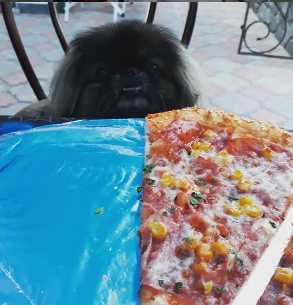 A black Pekingese sitting at the the table behind the pizza