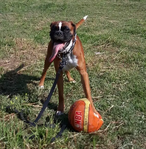 A Boxer standing in the yard with its one front leg on top of a leaked ball