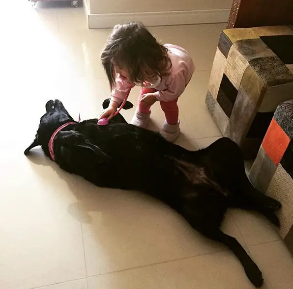 A black Labrador lying on its back on the floor while a little girl is playing doctor to him