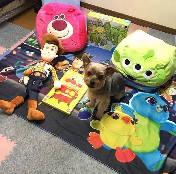 A Yorkshire Terrier sitting on a matt with cartoon character pillows and stuffed toys around him
