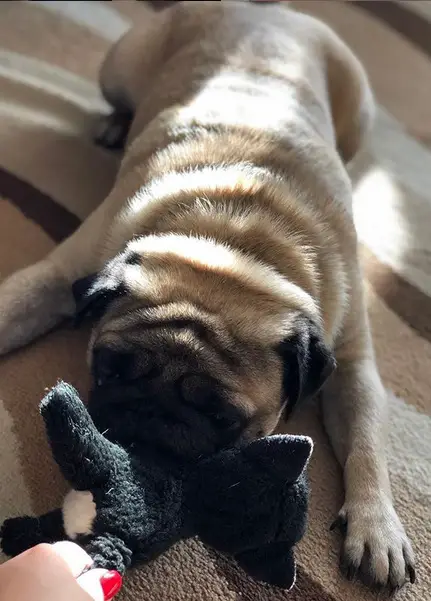 A Pug lying down on the bed while playing tug with its human