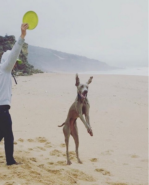 A Weimaraner playing with a frisbee at the beach with a man