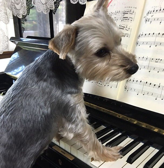 A Yorkshire Terrier in a piano