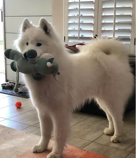 A Samoyed standing on the floor with stuffed toy in its mouth
