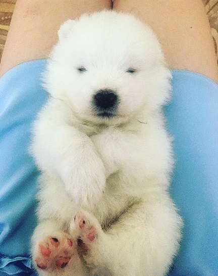 A Samoyed puppy sleeping on the lap of a woman