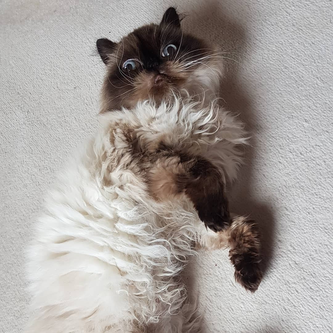 brown and white Persian Cat lying on the floor