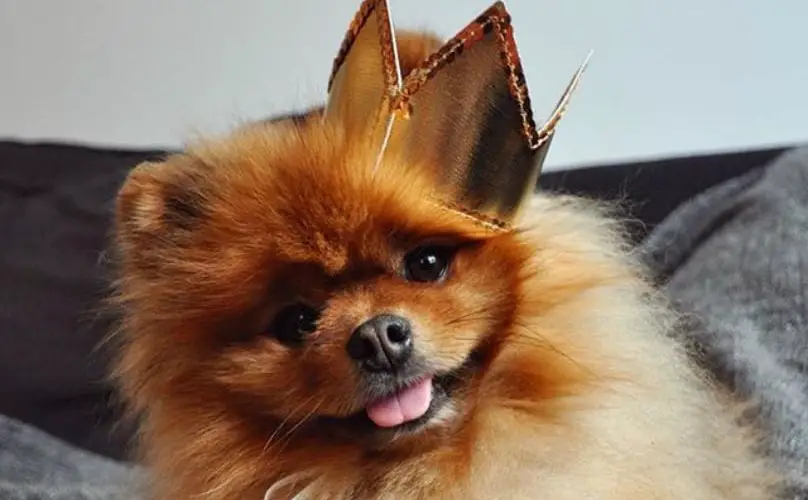 A Pomeranian lying on the couch while wearing a gold crown while smiling