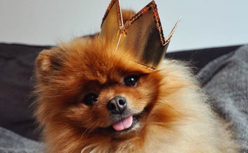 A Pomeranian lying on the couch while wearing a gold crown while smiling