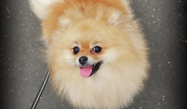 3 pound pomeranian