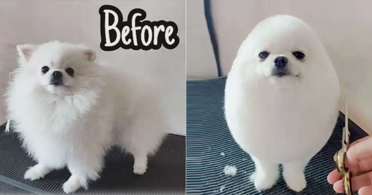 before and after haircut of a white Pomeranian on top of the grooming table