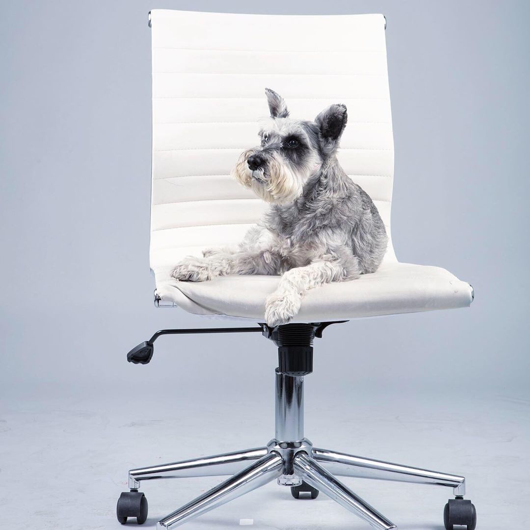 Schnauzer lying on top of a wheeled chair