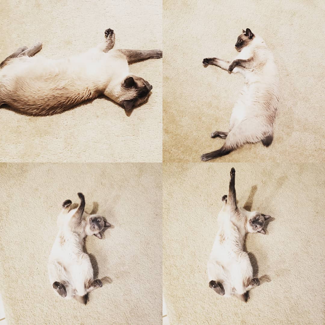 collage photo of a Siamese Cat lying on the floor in different positions