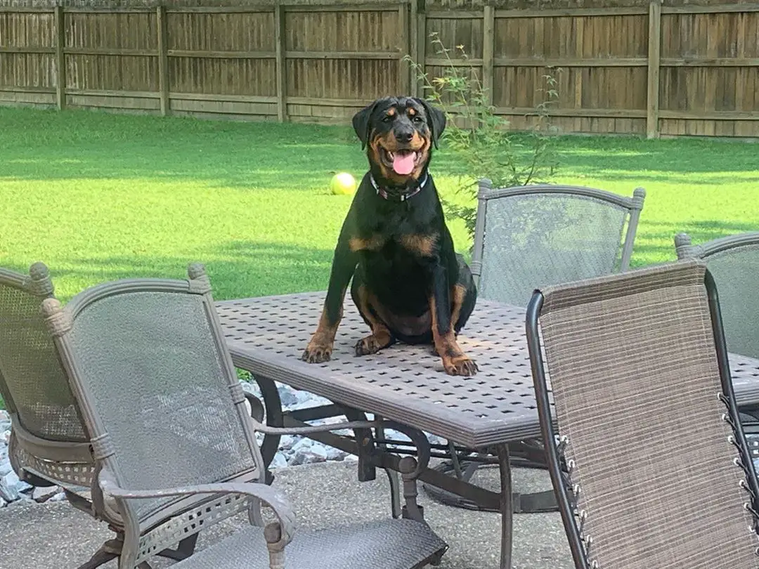 Rottweiler sitting on top of the table in the backyard