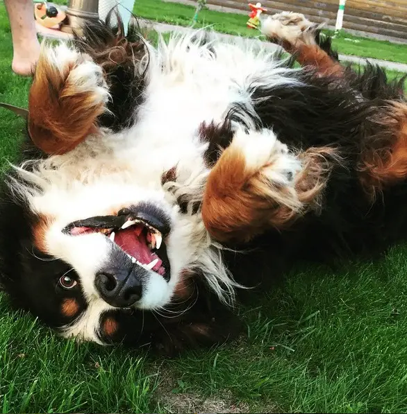 A Bernese Mountain Dog lying on its back while smiling