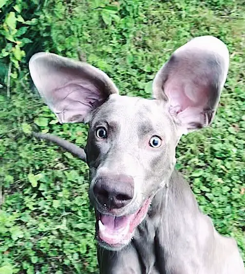 a happy Weimaraner running while its ears are flying up