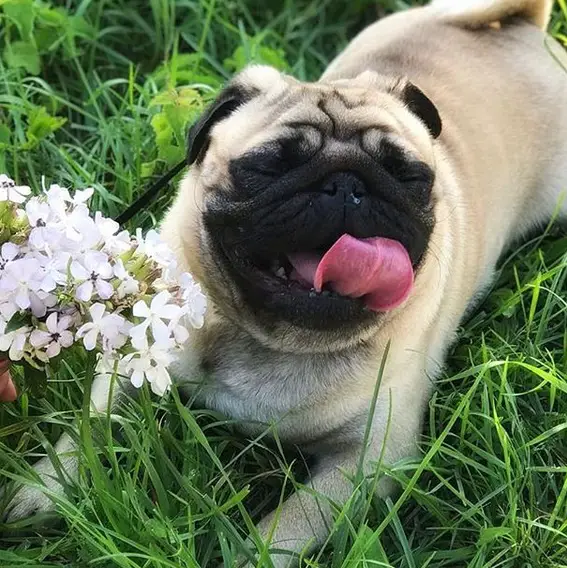 A Pug with its tongue out and eyes closed lying down on the green grass with a bunch of flowers in front of him