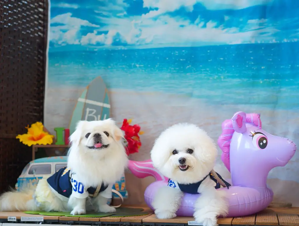 two Pekingese sitting on the wooden bench along with beach items