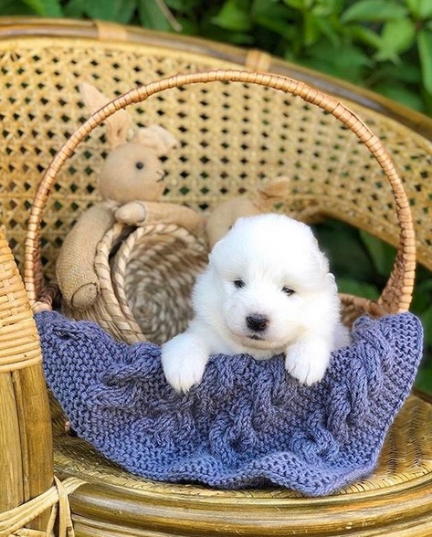 A Samoyed puppy sitting inside the wicker basket with a bunny stuffed toys