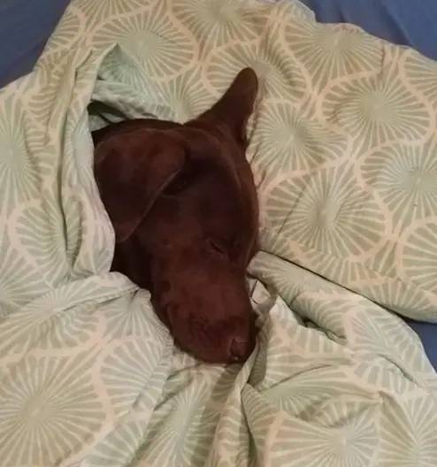 Weimaraner sleeping soundly on the bed while its body is under the blanket