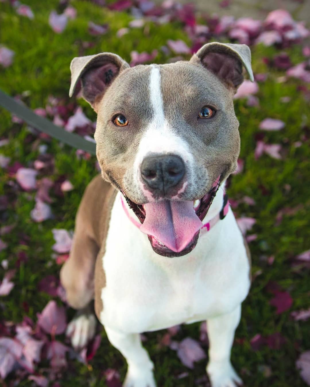Pit Bull sitting in the field of purple flowers while looking up and smiling