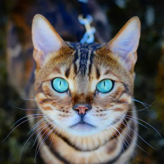 Bengal Cat with blue green eyes