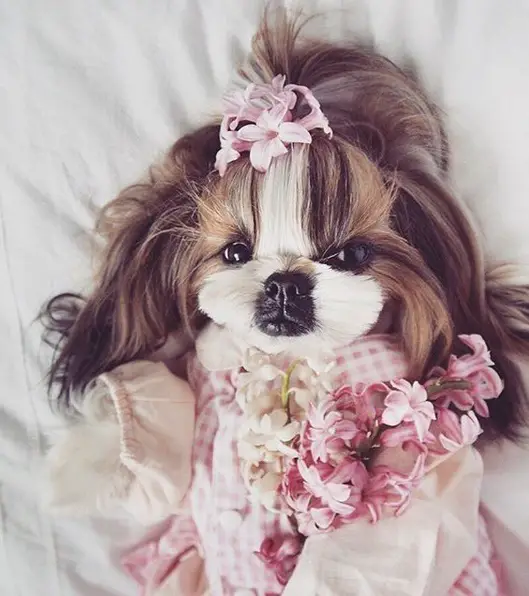 A Shih Tzu wearing a cute punk checkered dress while lying on the bed with pink flowers on top of her head and a bunch of white and pink flowers on her chest