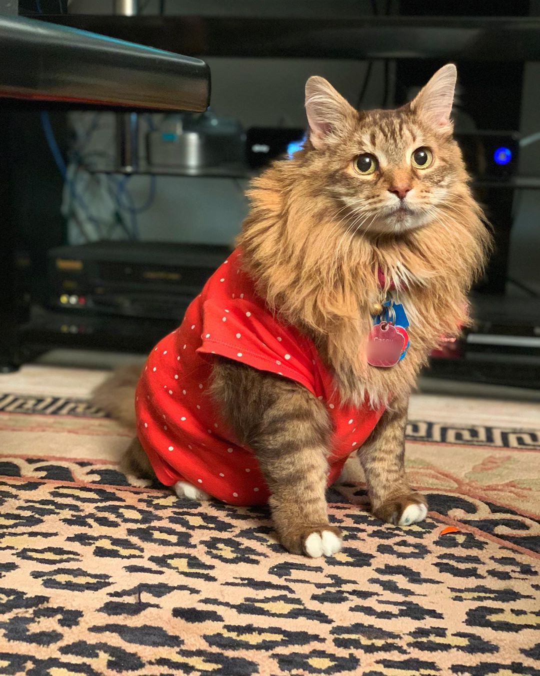 Maine Coon Cat wearing a red shirt with polka dots sitting on the floor