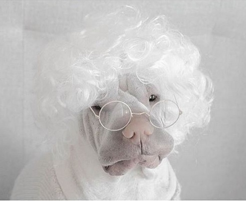 a white Shar Pei wearing a white curly wig and glasses