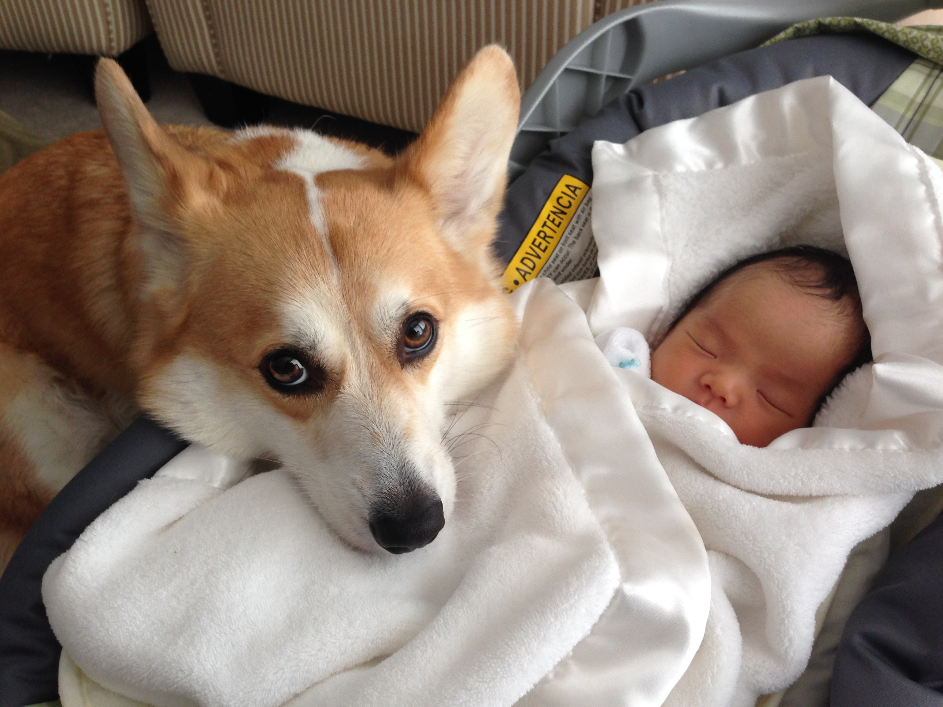 A Corgi sitting on the floor with its head next to the new born baby