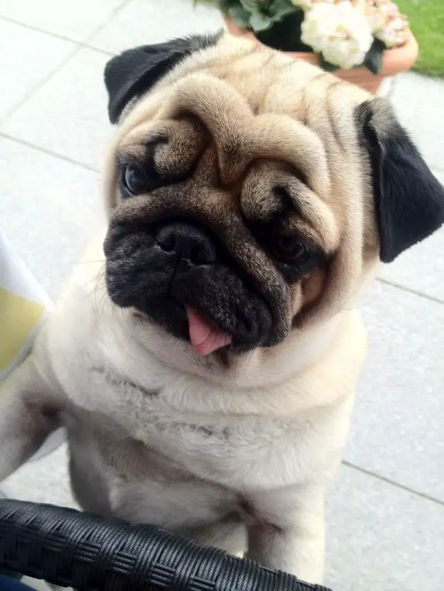 A Pug standing up leaning on the chair with its tongue sticking out