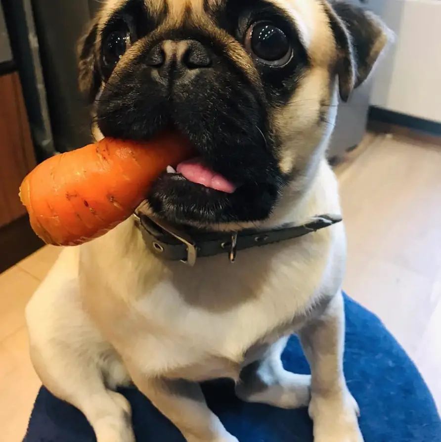 A Pug sitting on the chair with a carrot in its mouth