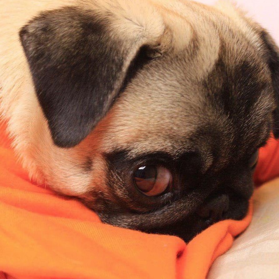 A Pug lying on the bed