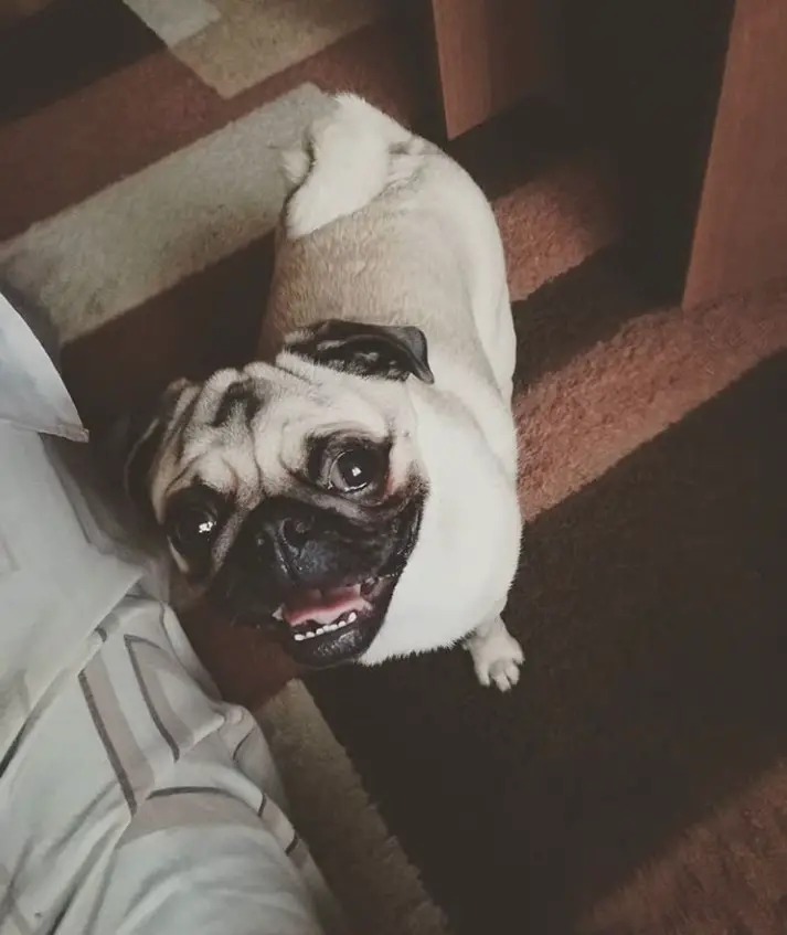 a Pug standing on the floor while looking up and smiling