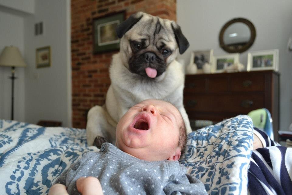 A Pug staring at the yawning baby on the couch